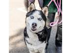Adopt Theo a Black Husky / Mixed dog in Oakland, CA (41560481)