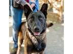 Adopt Chili a Belgian Malinois / Mixed dog in Oakland, CA (41561032)