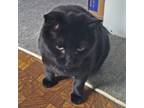 Adopt Taz a All Black Domestic Shorthair (short coat) cat in Somerset
