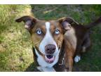Adopt Gravy a Pit Bull Terrier / Dachshund / Mixed dog in Victoria