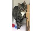 Adopt Queenie a Domestic Shorthair / Mixed cat in Fort St. John, BC (41562114)