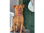 Adopt Canela a Brown/Chocolate American Pit Bull Terrier / Mixed dog in