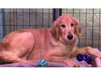 Adopt Pixie $800 a Golden Retriever / Mixed dog in West Milwaukee, WI (41562109)