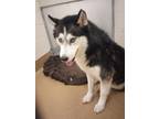 Adopt Parker a Siberian Husky / Mixed dog in Grand Forks, ND (41562108)