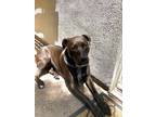 Adopt Hope a Black American Pit Bull Terrier / Labrador Retriever / Mixed dog in