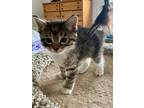 Adopt Eliza a Gray, Blue or Silver Tabby Domestic Shorthair (short coat) cat in