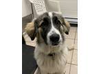 Adopt Mary a St. Bernard / Border Collie / Mixed dog in Quesnel, BC (41562124)