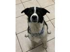 Adopt Lydia a St. Bernard / Border Collie / Mixed dog in Quesnel, BC (41562123)