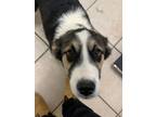Adopt Jane a St. Bernard / Border Collie / Mixed dog in Quesnel, BC (41562121)