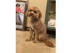 Adopt Malfi a Red/Golden/Orange/Chestnut - with White Cavapoo / Mixed dog in