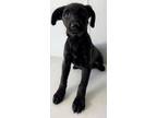 Adopt Ruby a Black Labrador Retriever / Mixed Breed (Medium) / Mixed (short
