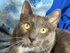 Adopt Babadook a Domestic Shorthair / Mixed cat in Sherwood, OR (41561994)