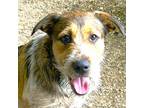 Adopt Cam a White - with Brown or Chocolate Wirehaired Fox Terrier / Australian