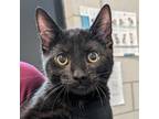 Adopt Phobos a Domestic Shorthair / Mixed cat in Des Moines, IA (41562060)