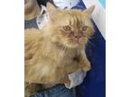 Adopt Zander (Persian) a Orange or Red (Mostly) Persian (long coat) cat in