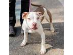 Adopt Walter a White American Pit Bull Terrier / Mixed dog in Oakland