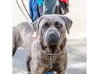 Adopt Medusa a Mastiff / Mixed dog in Oakland, CA (41560480)