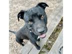 Adopt Puma a Black Pit Bull Terrier / Mixed dog in Oakland, CA (41560482)