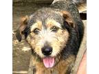 Adopt Phoenix a Tricolor (Tan/Brown & Black & White) Wirehaired Fox Terrier /