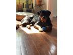 Adopt Roman a Black - with Tan, Yellow or Fawn Rottweiler / Mixed dog in