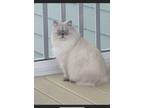 Adopt Blanco a Gray or Blue Himalayan / Mixed (long coat) cat in Cary