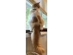 Adopt Ultra a Orange or Red (Mostly) Domestic Mediumhair (medium coat) cat in