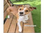 Adopt Code Red for Winston!! a Red/Golden/Orange/Chestnut - with White Jack