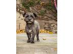 Adopt Barry a Black - with Gray or Silver Schnoodle / Mixed dog in West Los