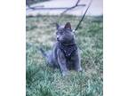 Adopt Myrcella a Gray or Blue American Shorthair / Mixed (short coat) cat in