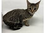 Adopt Stonely a Domestic Shorthair / Mixed cat in Brooklyn, NY (41561900)