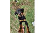 Adopt Rocky a Black - with Tan, Yellow or Fawn Rottweiler dog in Oklahoma City