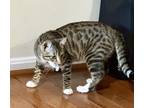 Adopt Max a Brown or Chocolate Bengal / Mixed (short coat) cat in Lake Ridge