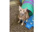 Adopt Connor 'Ollie' a Orange or Red Domestic Shorthair / Mixed Breed (Medium) /
