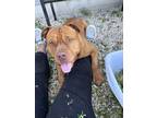 Adopt Maxwell a Tan/Yellow/Fawn Staffordshire Bull Terrier / Mixed dog in