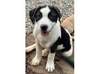 Adopt Dottie Lonestar a Black - with White Labrador Retriever / Mixed dog in