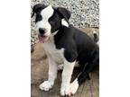 Adopt Dixie Lonestar a Black - with White Labrador Retriever / Mixed dog in