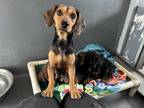 Adopt winnie a Brown/Chocolate Dachshund / Mixed dog in Hartford, CT (41561914)