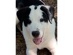 Adopt Domino Lonestar a Black - with White Labrador Retriever / Mixed dog in