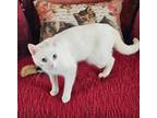 Adopt Athena a White Turkish Van (short coat) cat in Woodland Hills