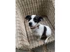 Adopt Dax a Black - with White Jack Russell Terrier / Mixed dog in Santa Ana