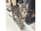 Adopt Moonstar a Gray, Blue or Silver Tabby Domestic Shorthair (short coat) cat