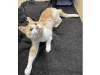 Adopt Leon a Domestic Shorthair / Mixed cat in Edmonton, AB (41561832)