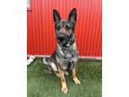 Adopt Fritz a German Shepherd Dog / Mixed dog in Edmonton, AB (41561831)