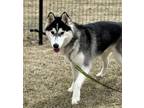 Adopt Cariboo a Siberian Husky / Mixed dog in Edmonton, AB (41561830)