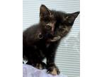 Adopt Scooby a Tortoiseshell Domestic Shorthair (short coat) cat in Gastonia
