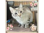 Adopt Yetta a Domestic Shorthair / Mixed cat in Orangeville, ON (41561824)
