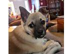 Adopt Kona a Tan/Yellow/Fawn American Eskimo Dog / Pug / Mixed dog in Concord