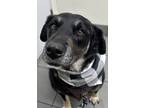 Adopt Gizmo a Black - with Tan, Yellow or Fawn Mutt / Mixed dog in San Diego