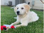 Adopt Tofu a White Great Pyrenees / Mixed dog in Aurora, IL (41561846)
