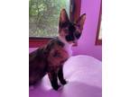 Adopt Carly Simon a Calico or Dilute Calico Domestic Shorthair (short coat) cat